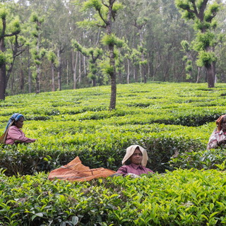 Valparai - Theevelden - Plukkers